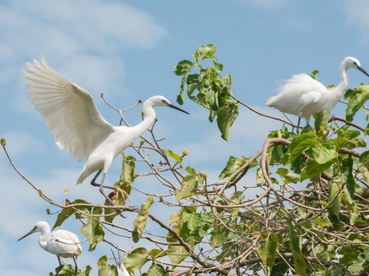 Tham quan vườn cò Bằng Lăng - điểm du lịch dân giã nổi tiếng Cần Thơ